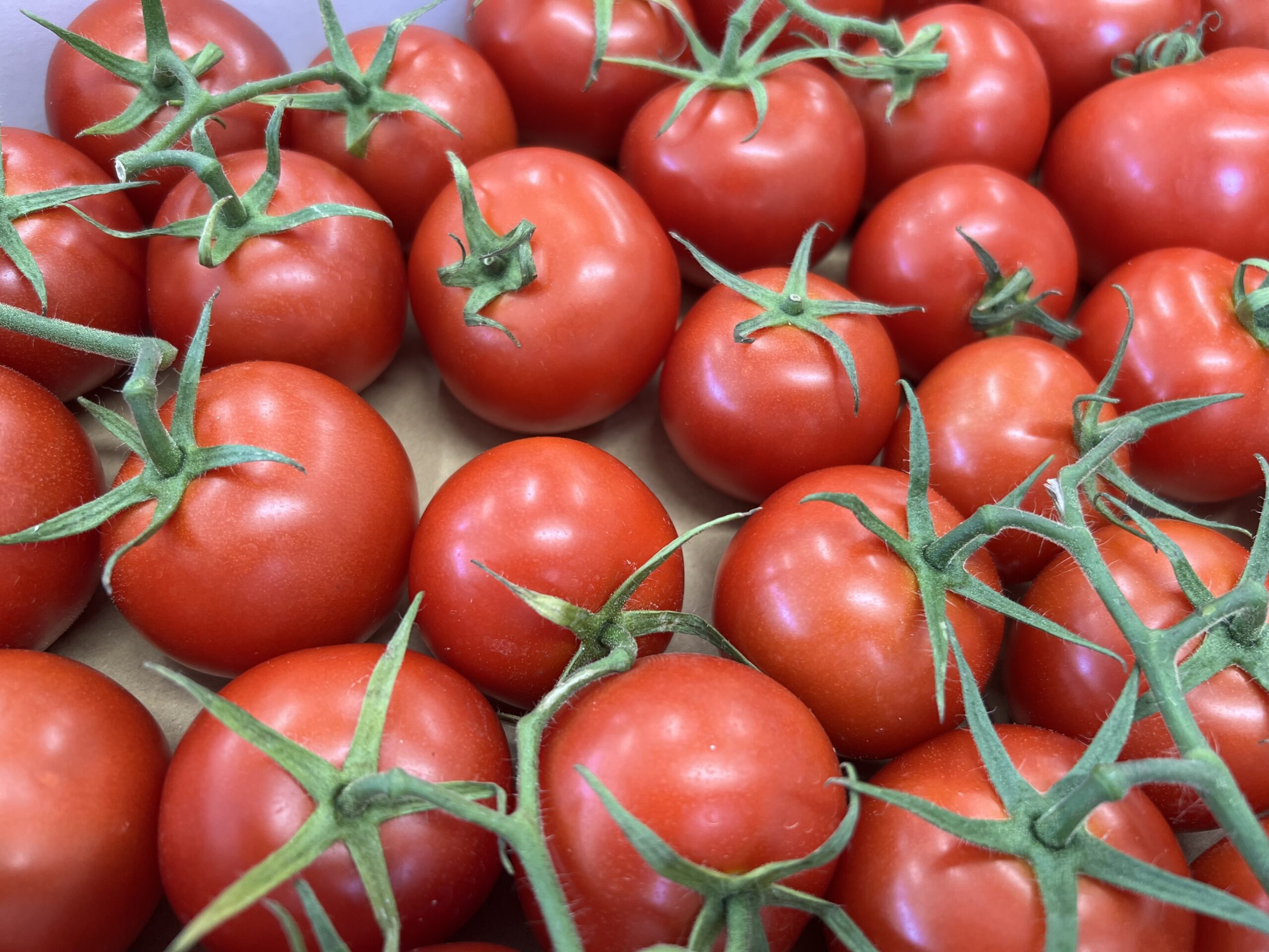 夏野菜~トマト🍅~